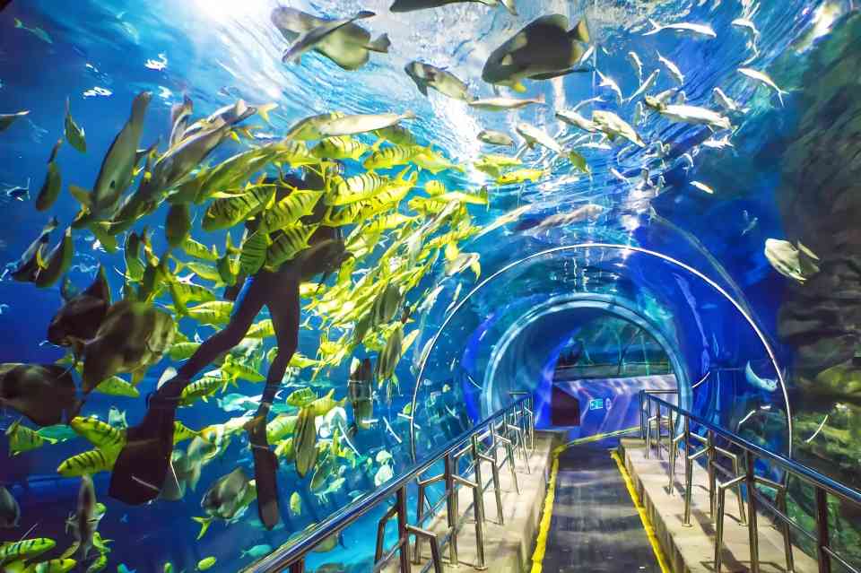 沉浸式海洋馆引领城市文旅新地标 - 耀途希冀旅游网