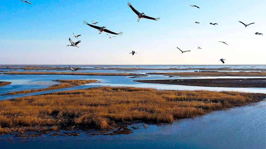 生态修复助力湿地公园鸟类多样性恢复 - 耀途希冀旅游网