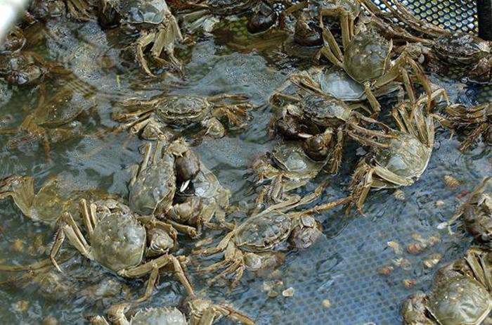 阳澄湖大闸蟹品质特征与独特吃法全解析(图2)
