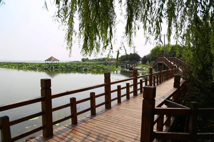 阳澄湖莲花岛四月美景与生态美食体验(图2)