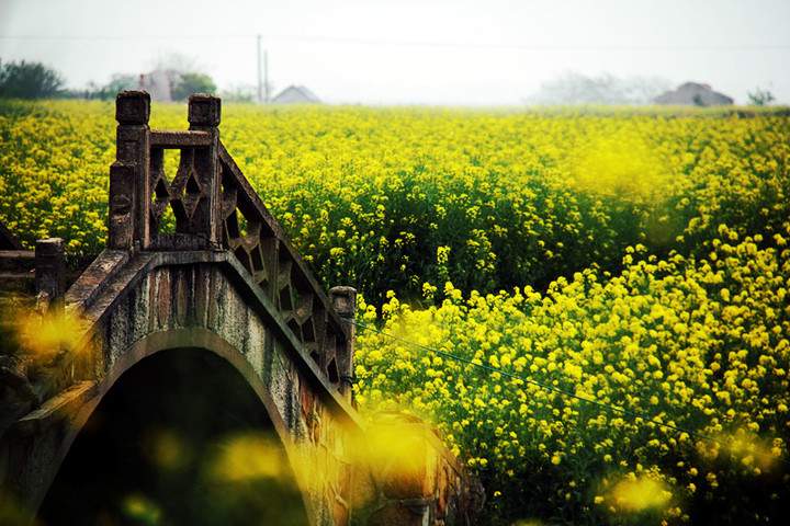 苏州阳澄湖莲花岛春景美食一日游指南(图4)