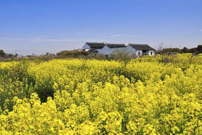 苏州阳澄湖油菜花观赏地图 最佳拍摄点推荐(图3)