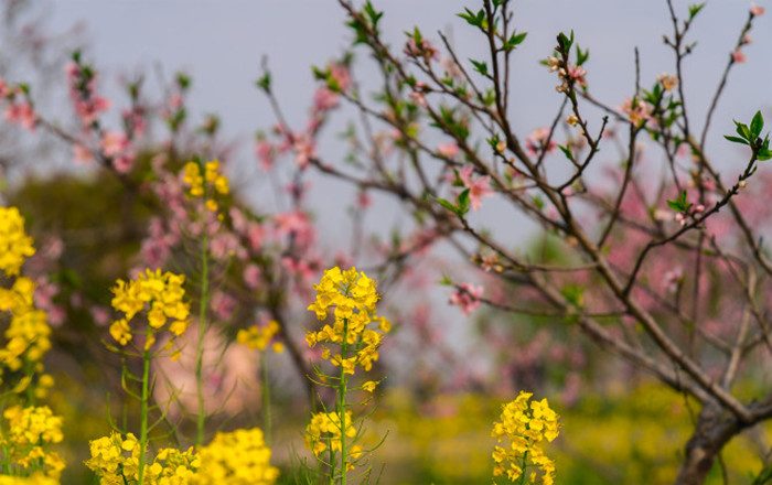 阳澄湖春游赏花新热点，油菜花季引游客(图3)