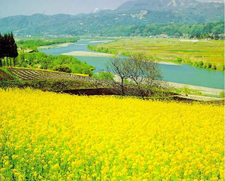 阳澄湖莲花岛春景：油菜花田与生态农家乐(图2)