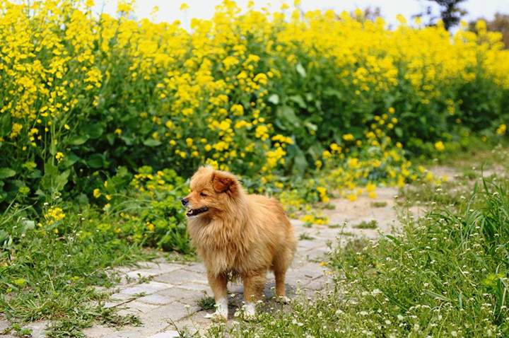 阳澄湖油菜花时节：苏州赏花好去处与诗意体验(图4)
