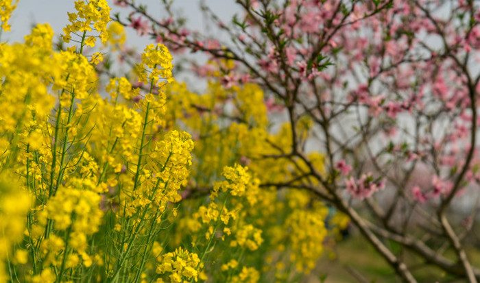 开花时节探秘阳澄湖莲花岛乡村游体验(图2)