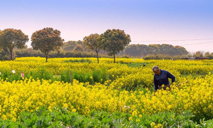 江南春景秘境：阳澄湖莲花岛油菜花与桃花观赏指南(图4)