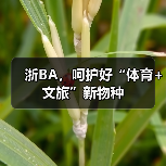 浙BA,呵护好“体育+文旅”新物种(图2) 浙BA,呵护好“体育+文旅”新物种(图2)