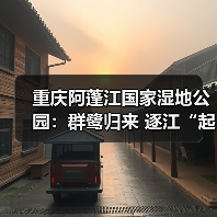 重庆阿蓬江国家湿地公园:群鹭归来 逐江“起舞”(图4) 重庆阿蓬江国家湿地公园:群鹭归来 逐江“起舞”(图4)