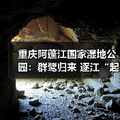 重庆阿蓬江国家湿地公园:群鹭归来 逐江“起舞”(图2) 重庆阿蓬江国家湿地公园:群鹭归来 逐江“起舞”(图2)