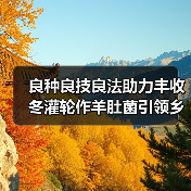 良种良技良法助力丰收 冬灌轮作羊肚菌引领乡村振兴新路径(图3)