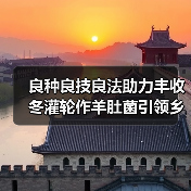 良种良技良法助力丰收 冬灌轮作羊肚菌引领乡村振兴新路径(图2)